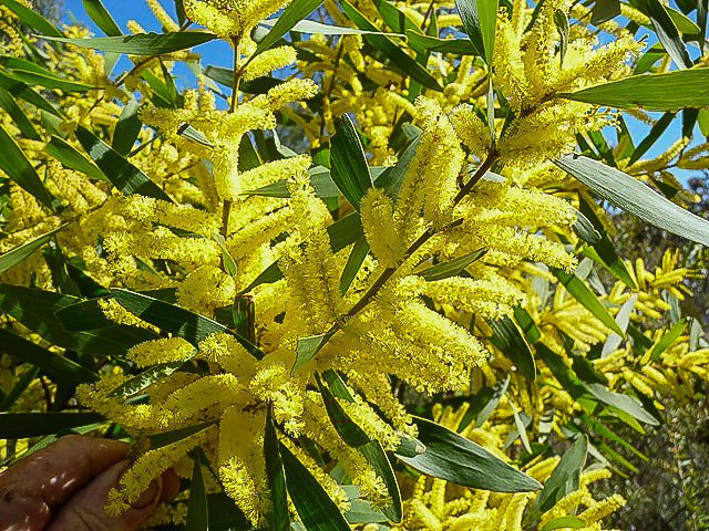 Acacia longifolia (Sydney Golden Wattle)