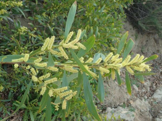 Acacia longifolia (Sydney Golden Wattle)