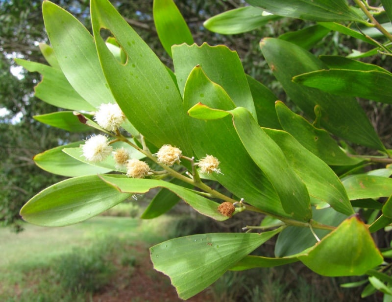 Acacia Melanoxylon (Blackwood)