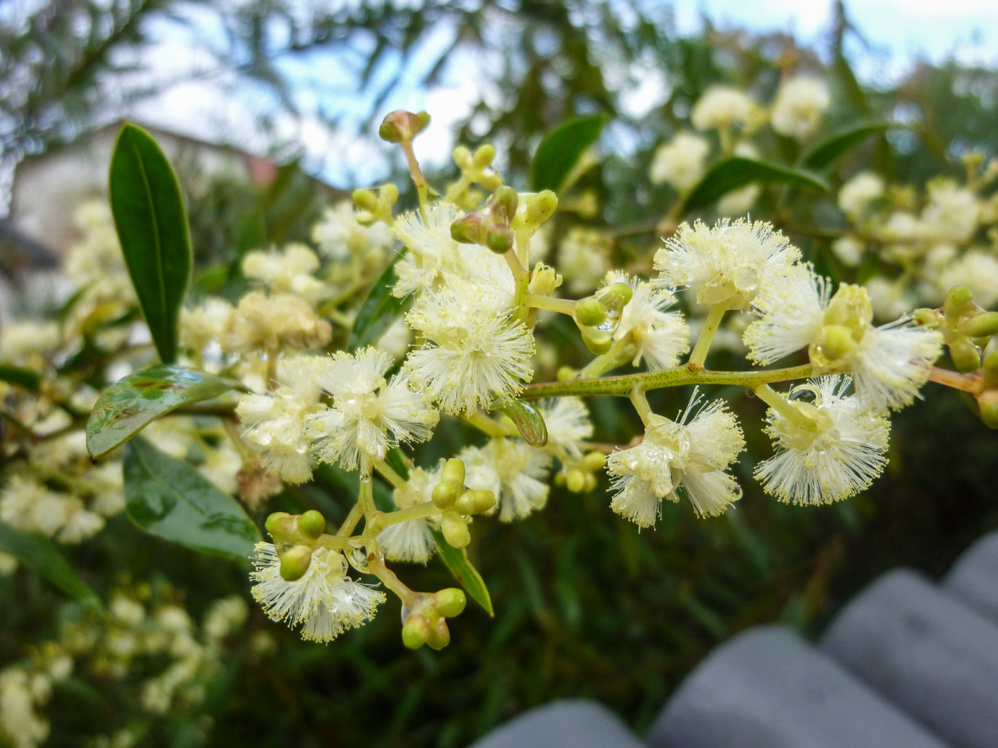 Acacia myrtifolia (Myrtle Wattle)