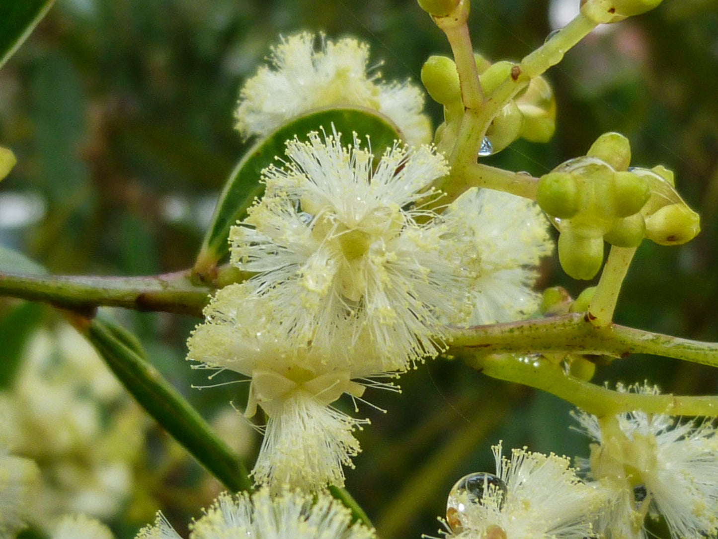Acacia myrtifolia (Myrtle Wattle)