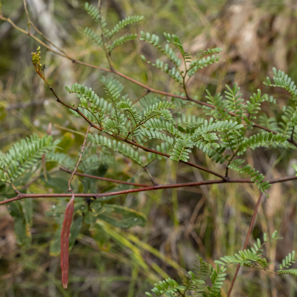Acacia Terminalis (Sunshine Wattle)