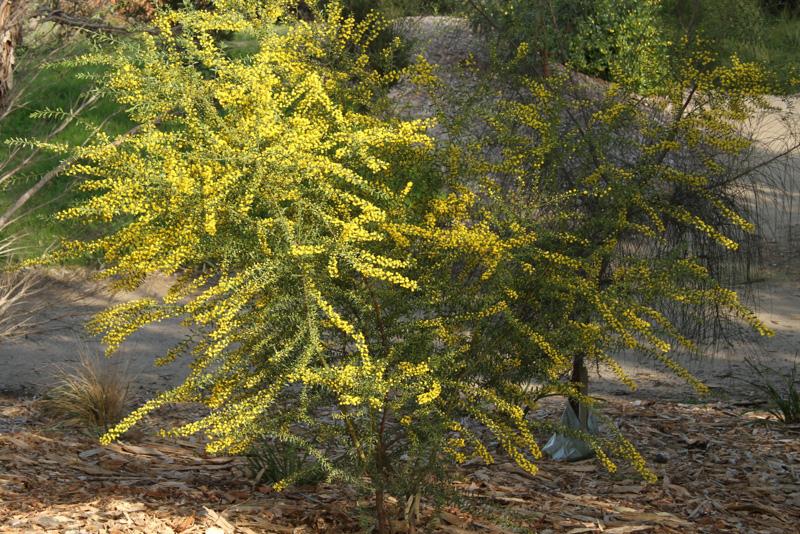 Acacia Acinacea (Gold Dust Wattle)