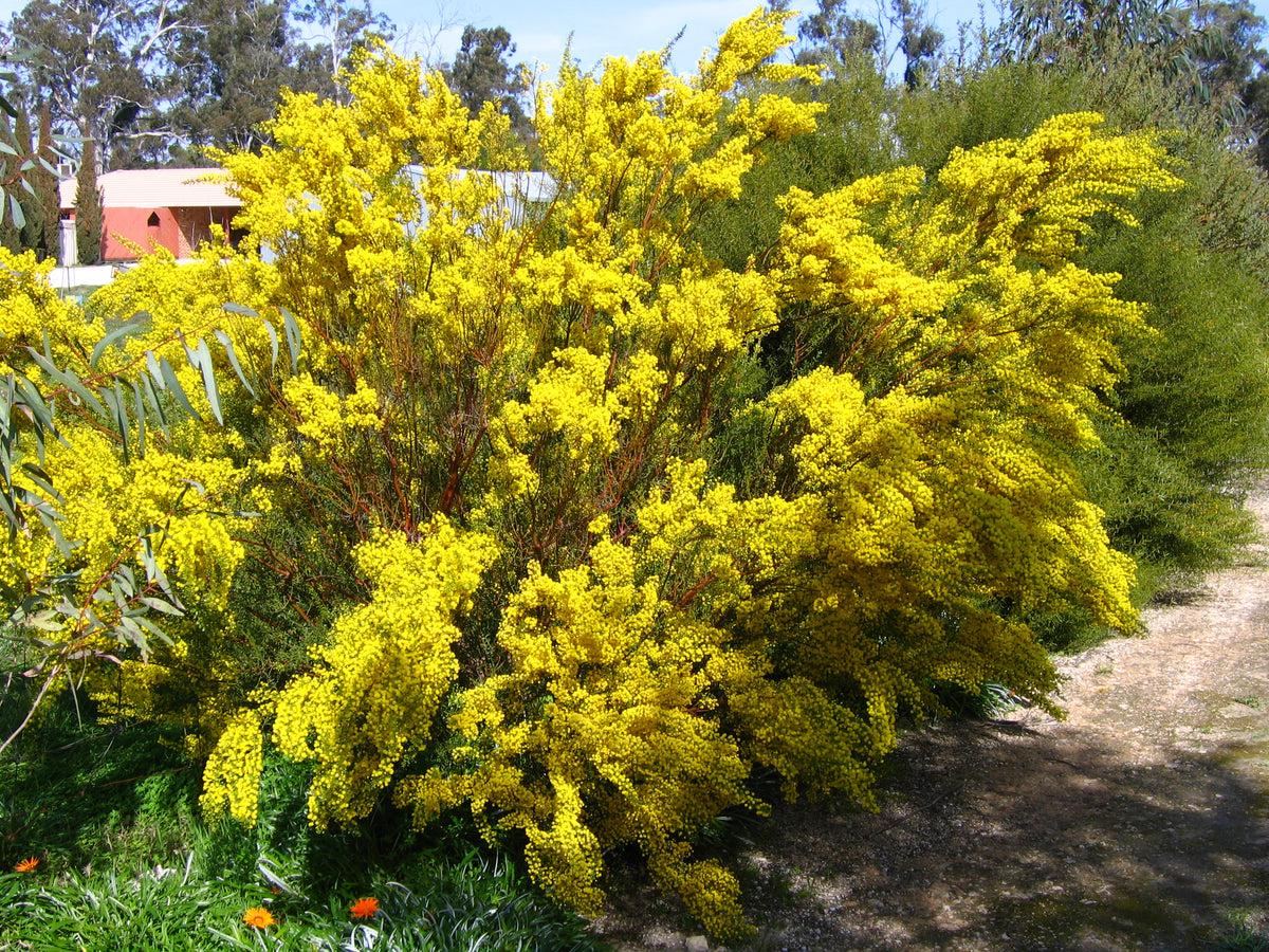 Acacia Acinacea (Gold Dust Wattle)