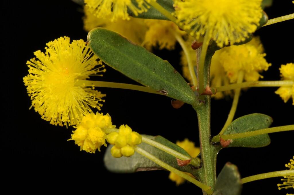Acacia Acinacea (Gold Dust Wattle)