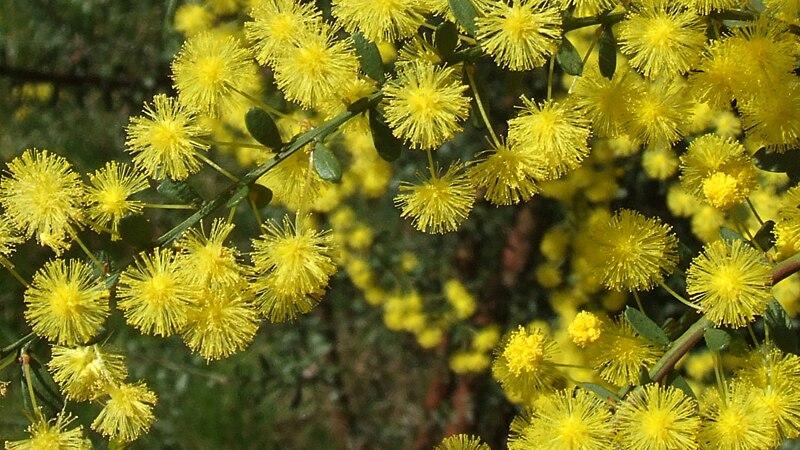 Acacia Acinacea (Gold Dust Wattle)