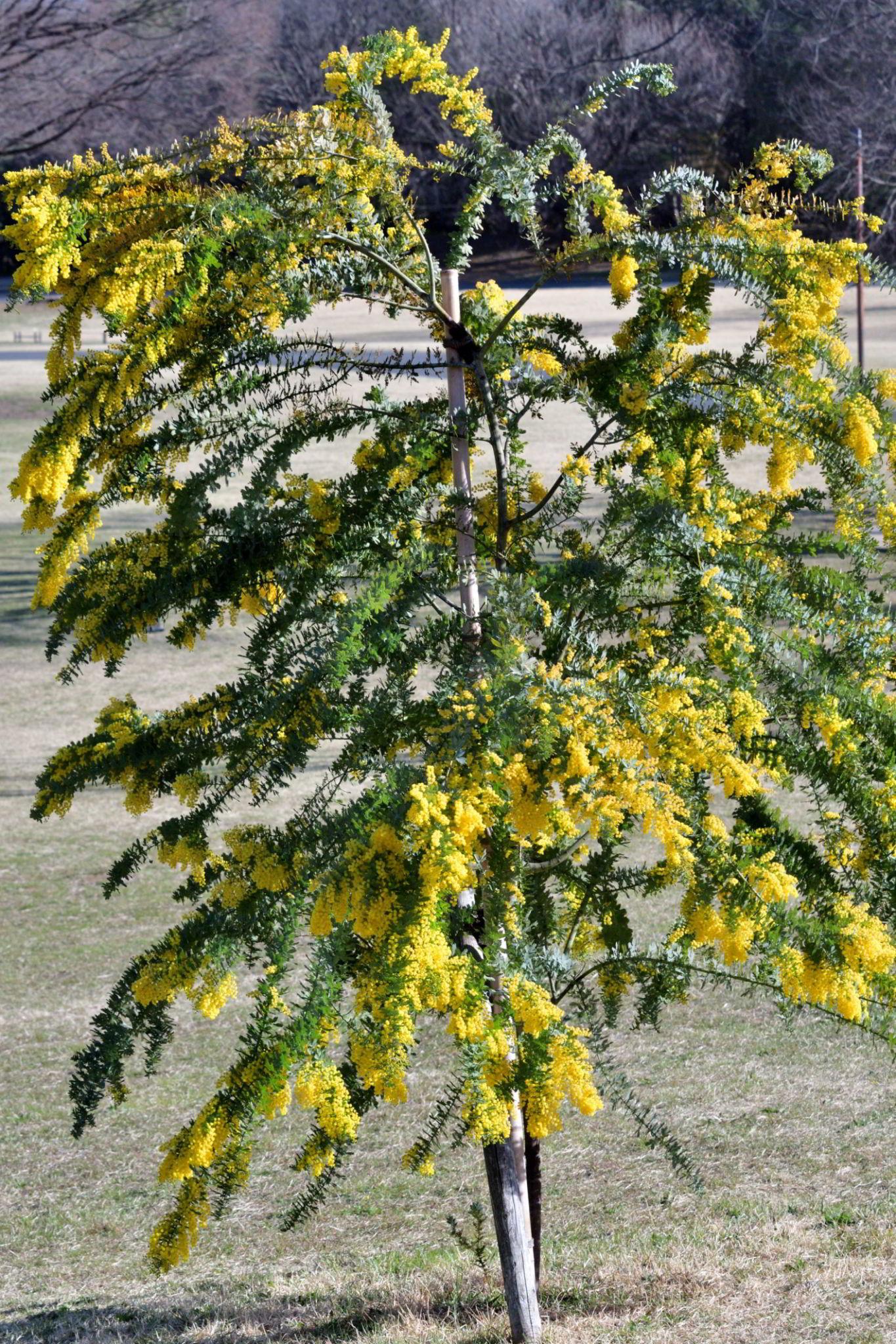 Acacia Baileyana (Cootamundra Wattle)