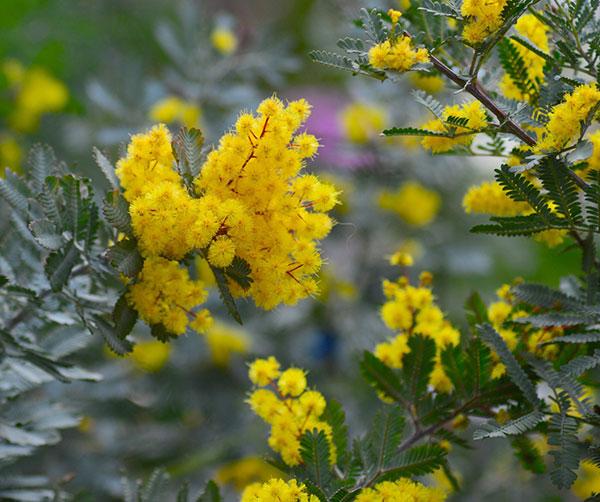 Acacia Baileyana (Cootamundra Wattle)
