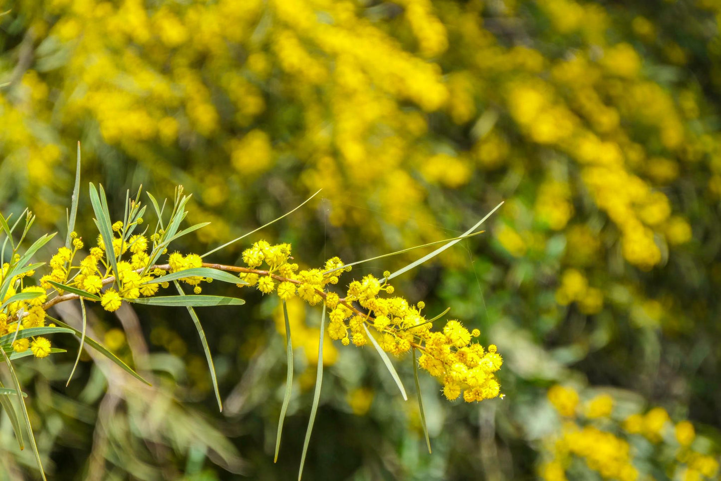 Acacia Baileyana (Cootamundra Wattle)