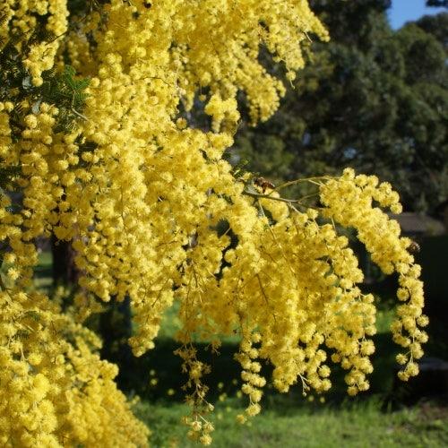 Acacia Baileyana (Cootamundra Wattle)