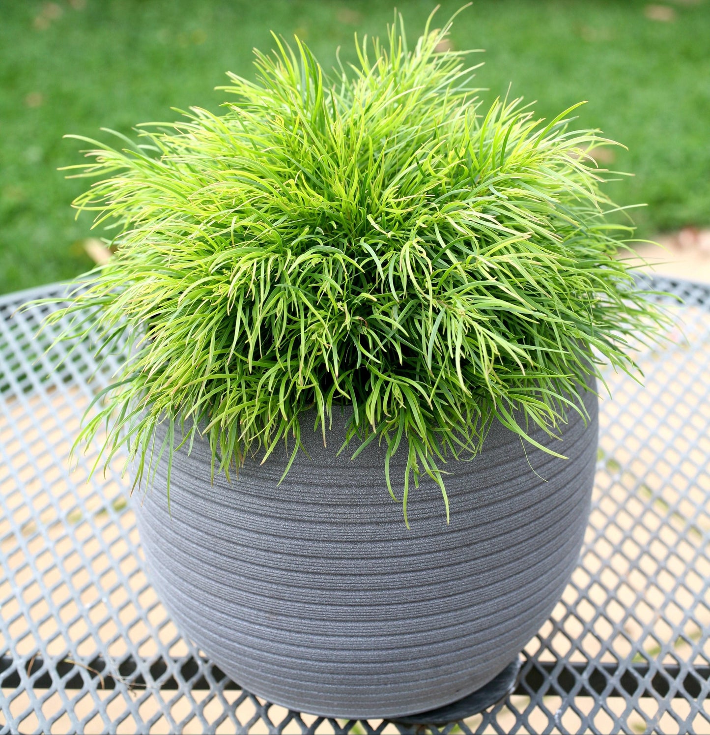 Acacia Cognata ‘AC0021’ NANO™ (NANO™ River Wattle)