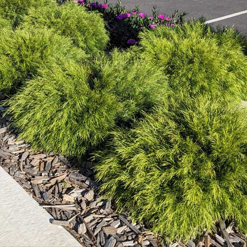 Acacia Cognata ‘AC0021’ NANO™ (NANO™ River Wattle)