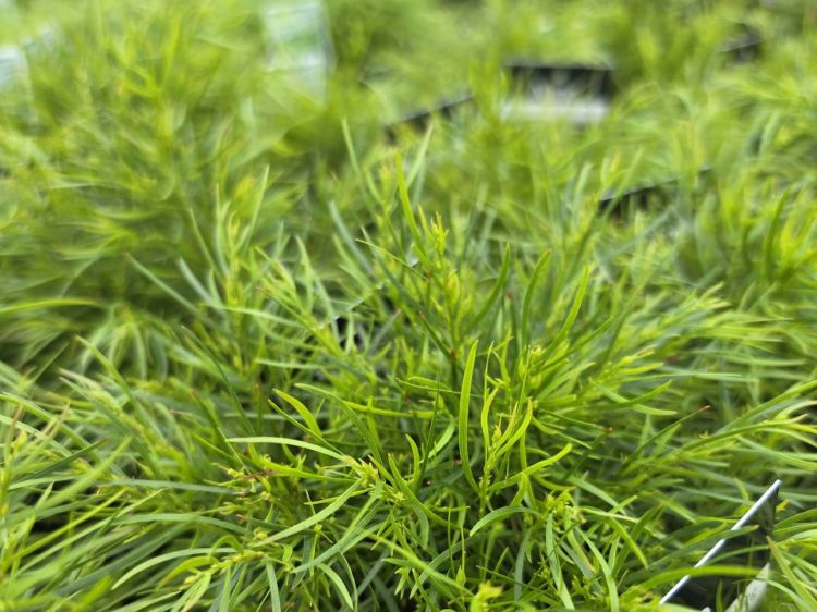 Acacia Cognata ‘AC0021’ NANO™ (NANO™ River Wattle)
