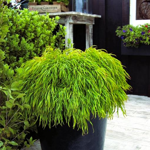 Acacia Cognata 'Fettuccini'