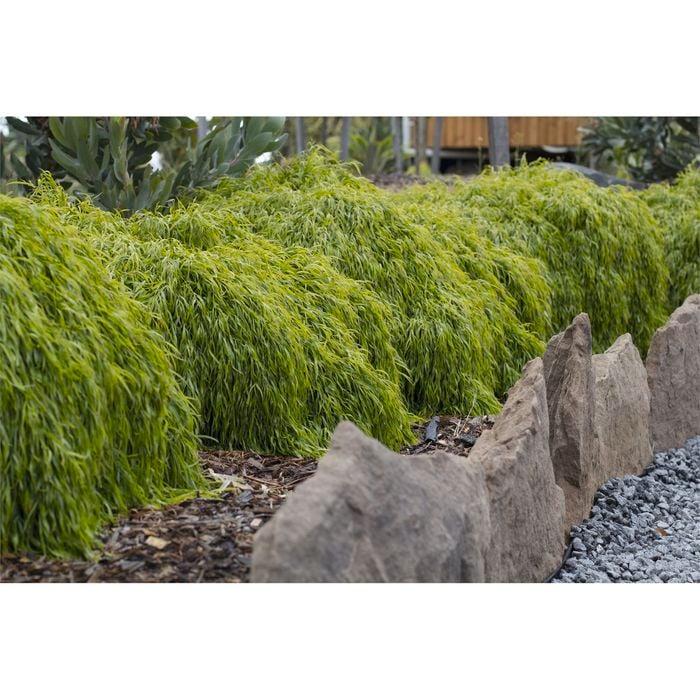 Acacia Cognata 'Fettuccini'