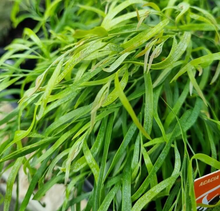 Acacia Cognata 'Fettuccini'