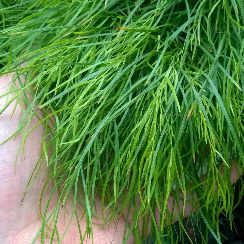 Acacia Cognata 'Fettuccini'