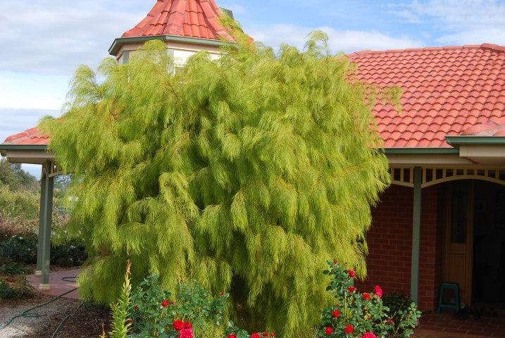 Acacia Cognata ‘Lime Magik’