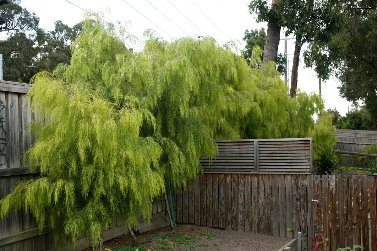 Acacia Cognata ‘Lime Magik’
