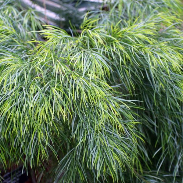 Acacia Cognata ‘Lime Magik’
