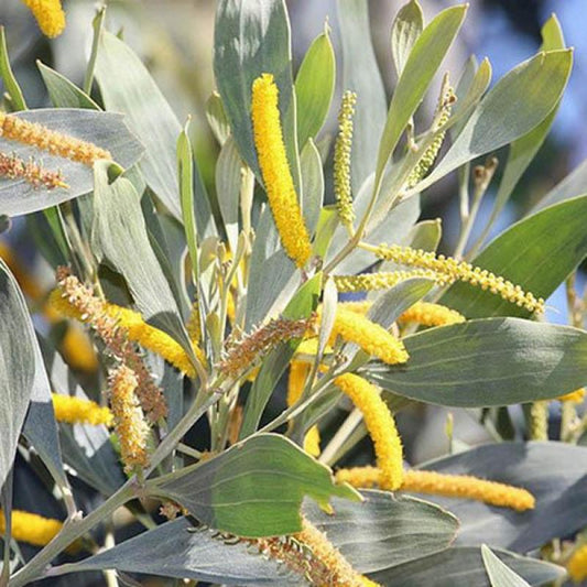 Acacia Holosericea (Velvet Wattle)