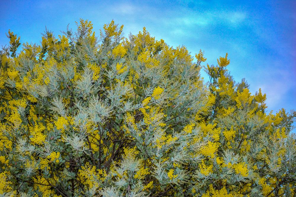 Acacia Holosericea (Velvet Wattle)