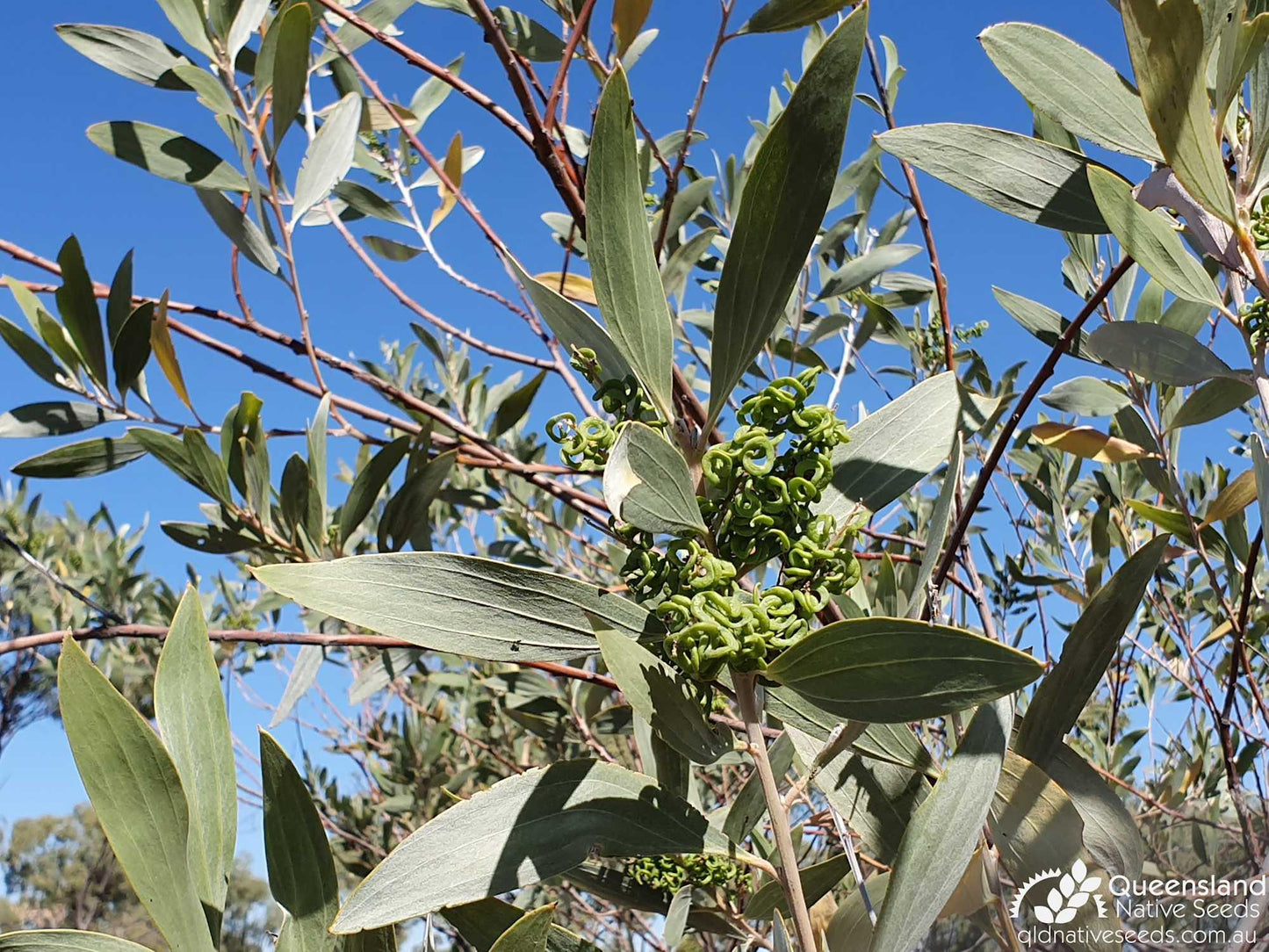 Acacia Holosericea (Velvet Wattle)