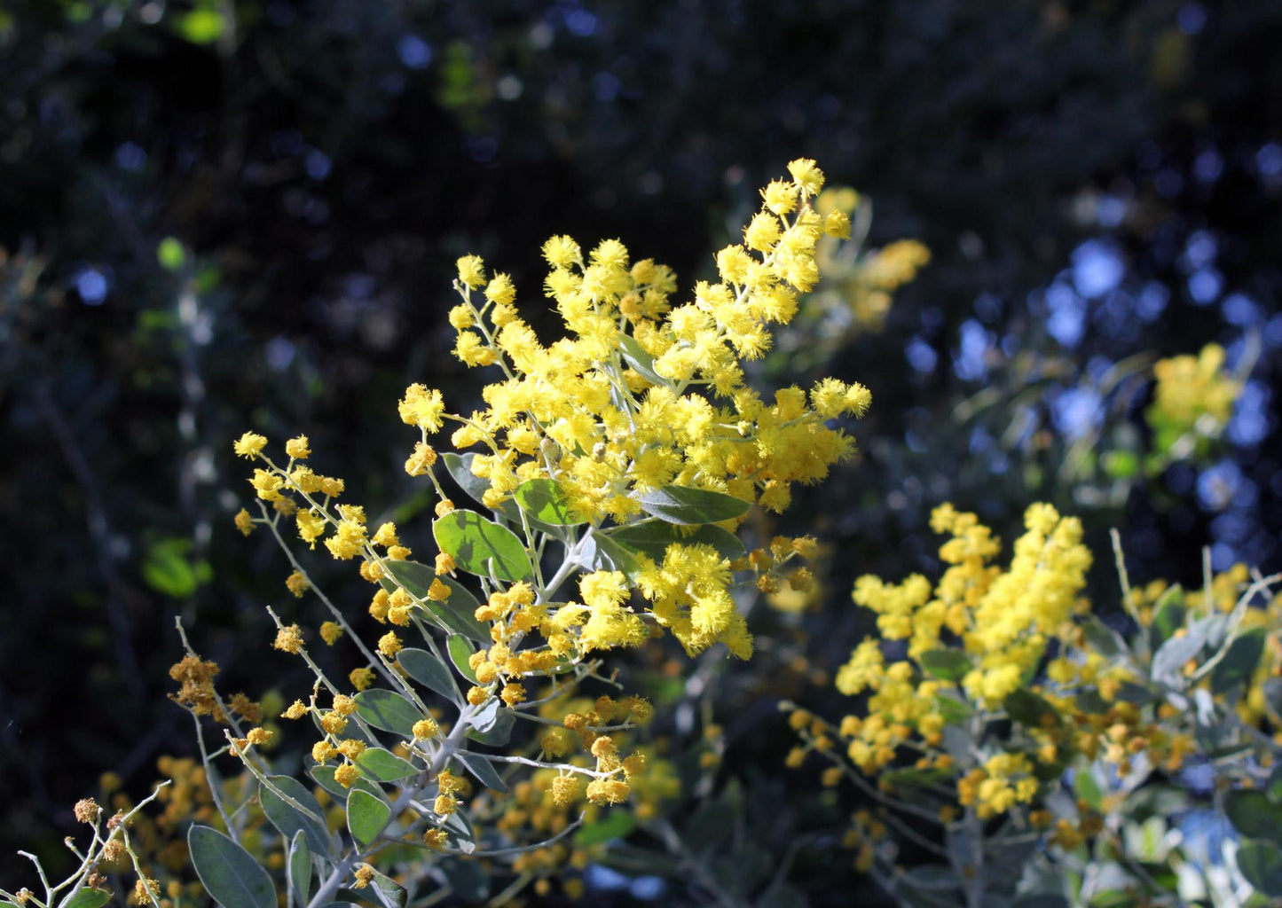 Acacia Holosericea (Velvet Wattle)