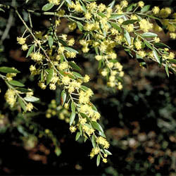 Detailed view of the bright yellow flower clusters of Acacia Howittii, blooming in late winter to spring.