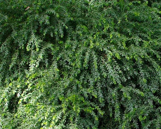 Acacia Howittii forming a dense hedge, providing privacy and adding colour to the garden landscape.