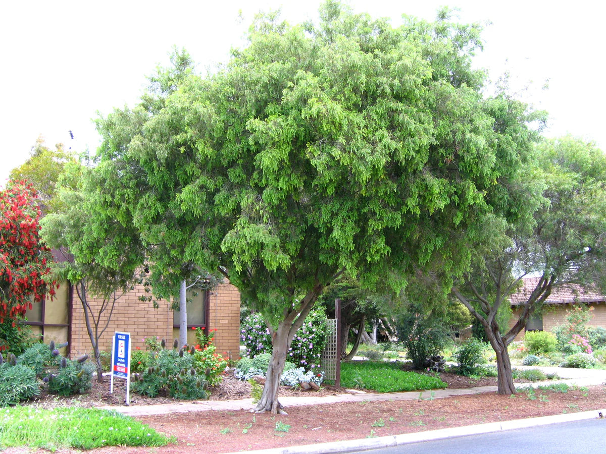 Acacia Howittii (Sticky Wattle) in a natural landscape, offering a splash of yellow and dense foliage for a vibrant, low-maintenance plant.