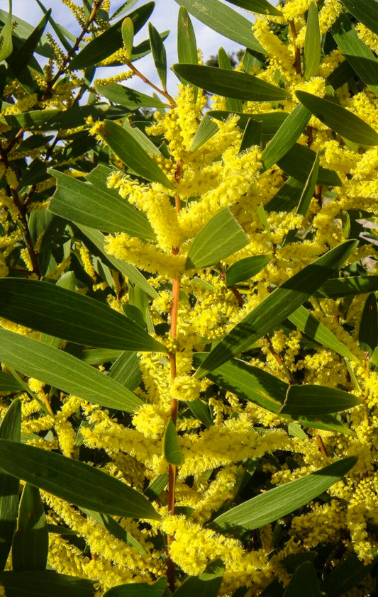 Detailed view of the bright yellow flower spikes of Acacia Longifolia var. sophorae, blooming from late winter to spring.