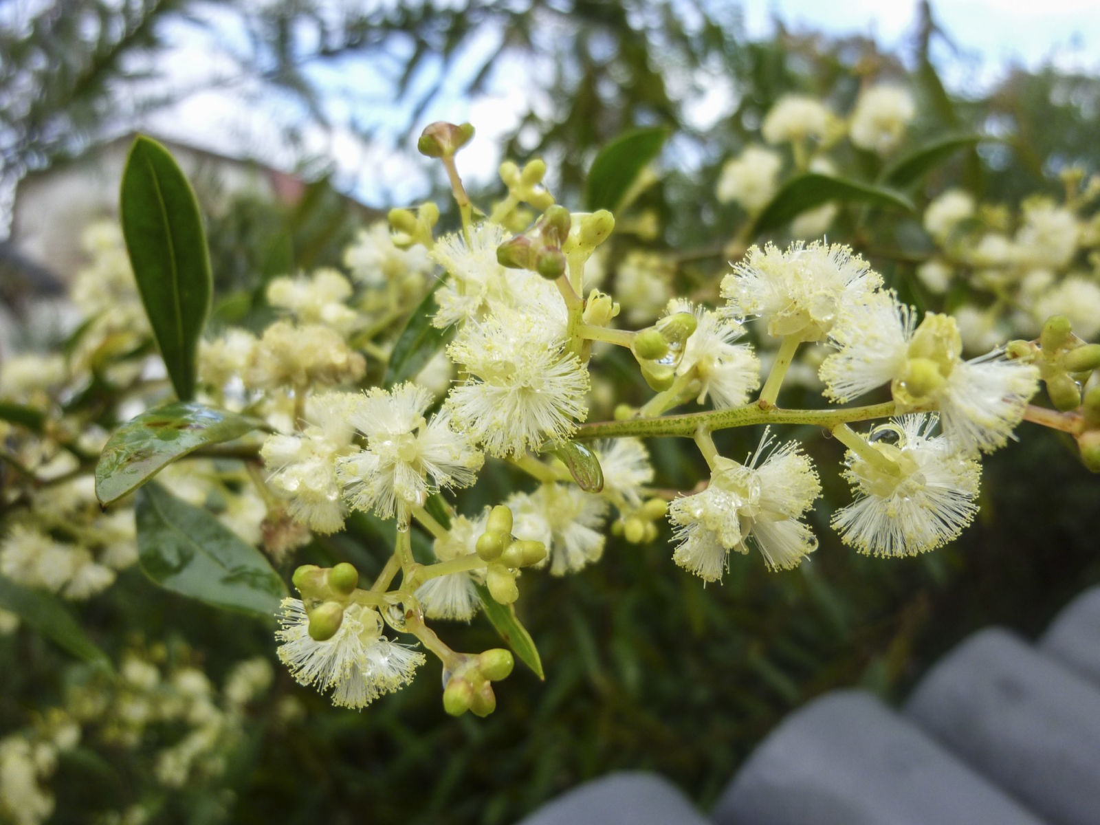 Detailed view of the bright yellow flower clusters of Acacia Myrtifolia, showcasing its vibrant spring blooms.