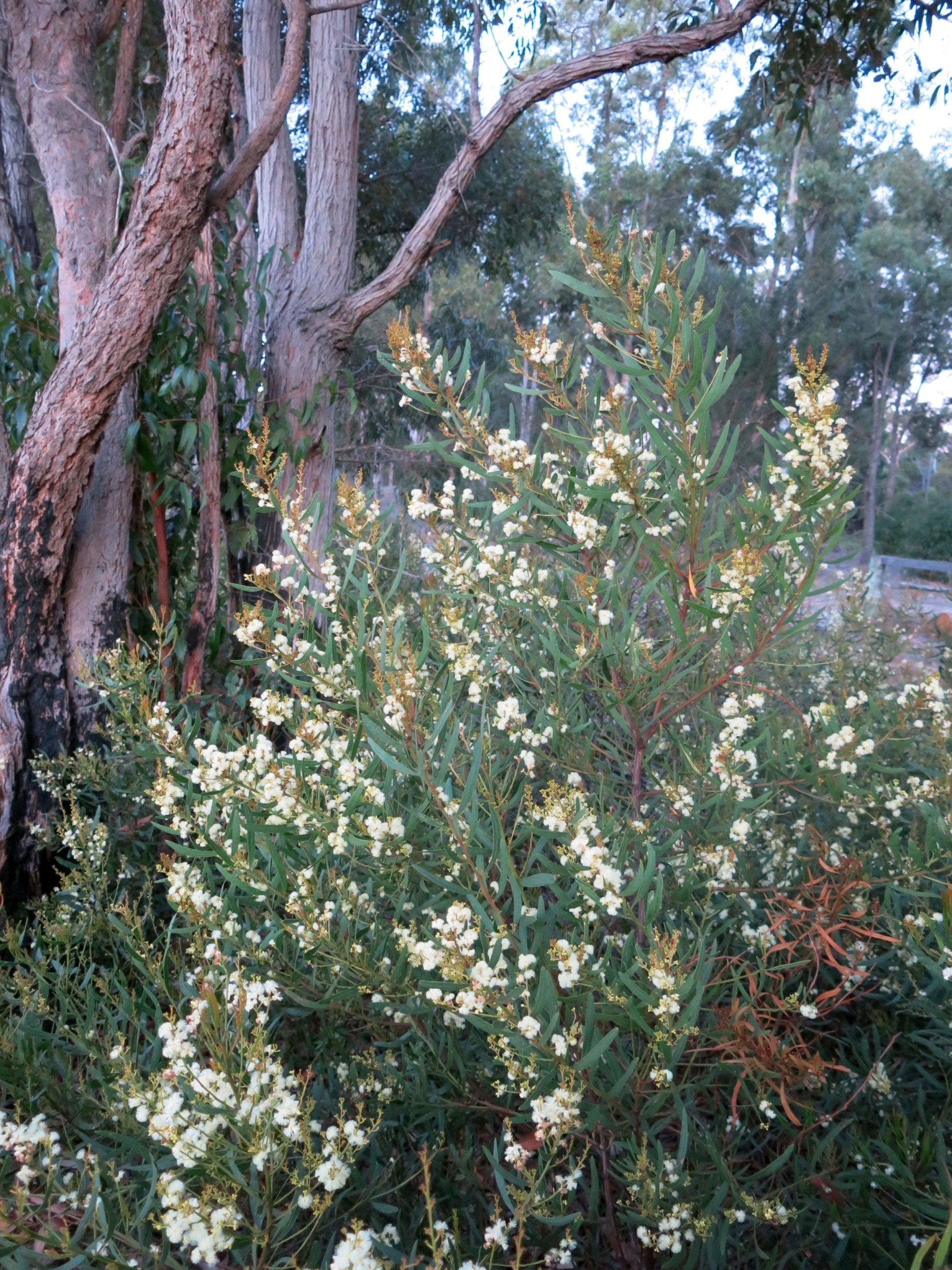 Acacia Myrtifolia planted in a garden, displaying its lush green foliage and striking yellow flowers.