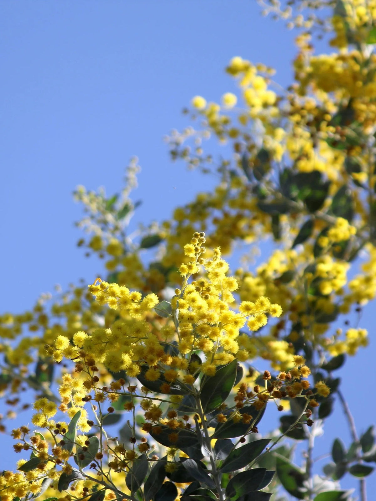 Acacia Podalyriifolia displaying its bright yellow flower clusters in full bloom.