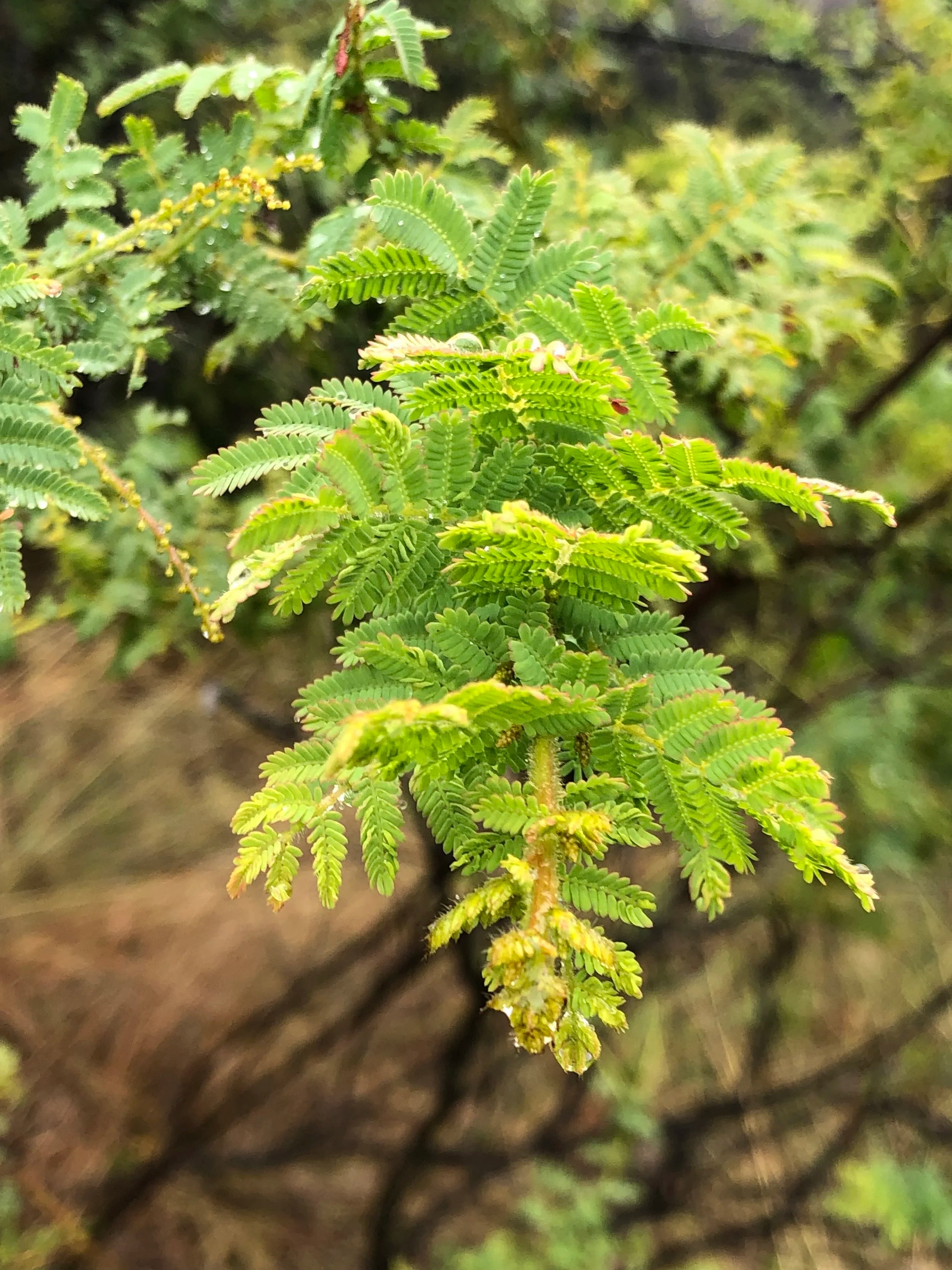 Acacia Pubescens (Downy Wattle)