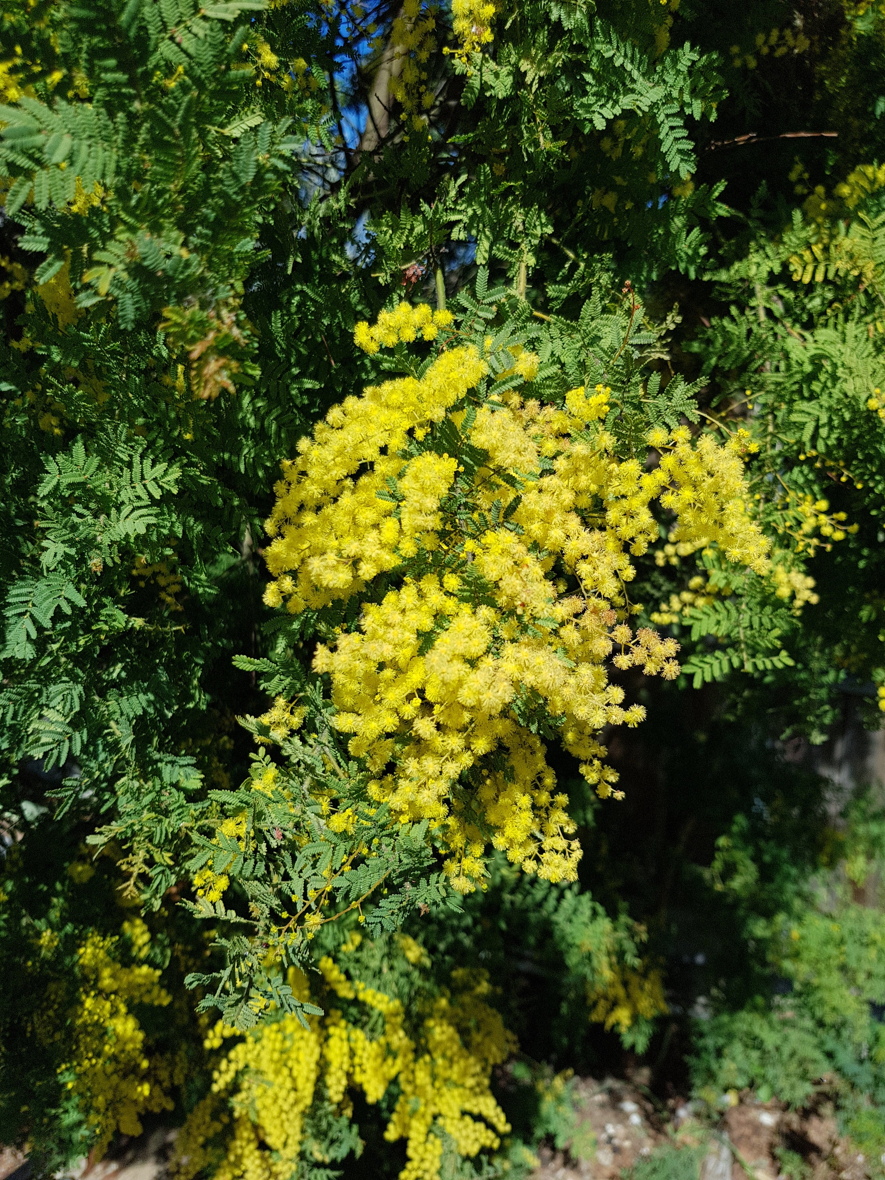 Acacia Pubescens (Downy Wattle)