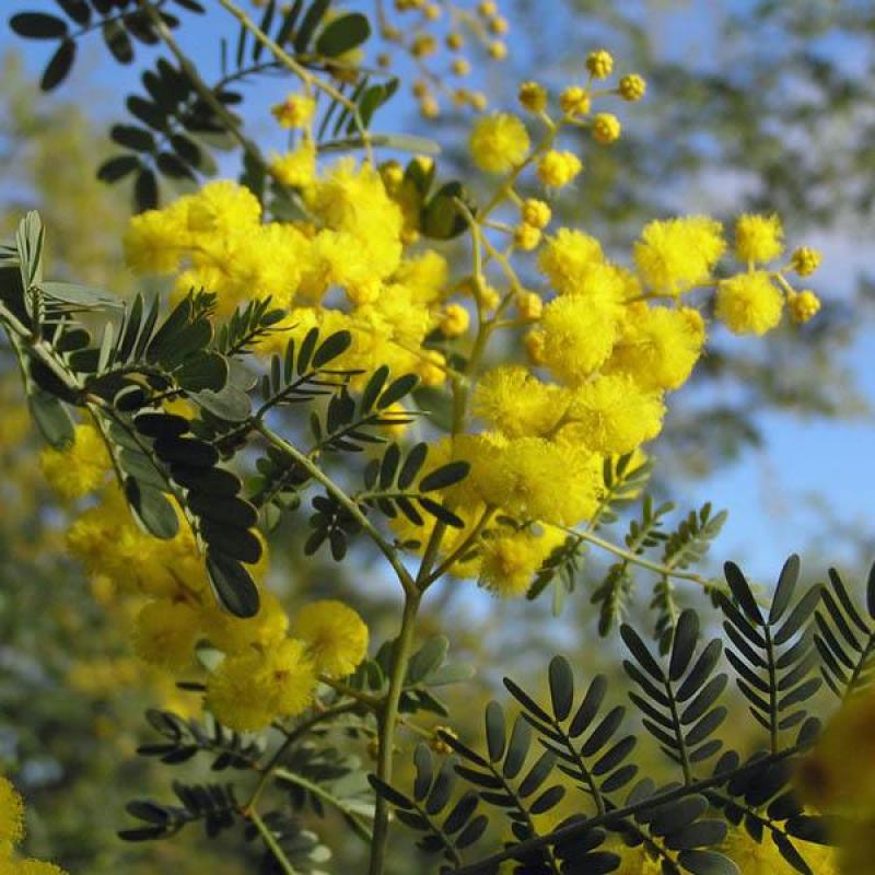 Acacia Spectabilis (Mudgee Wattle)