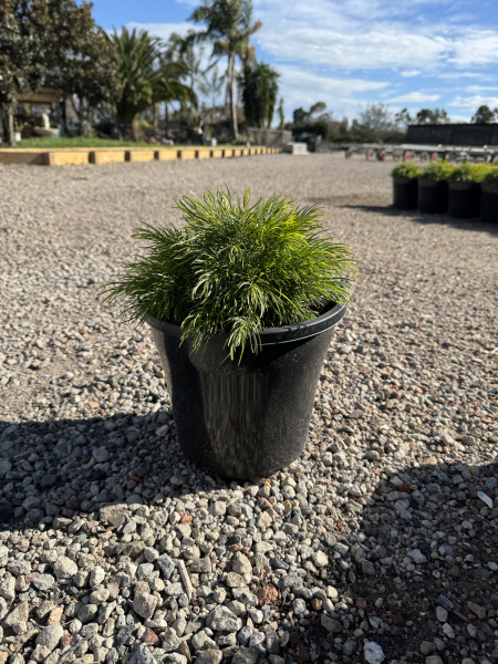 Acacia Cognata ‘AC0021’ NANO™ (NANO™ River Wattle)