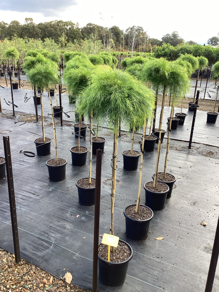 Acacia Cognata ‘Limelight’ (Limelight Bower Wattle)