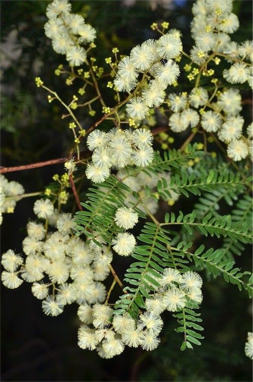 Acacia Terminalis (Sunshine Wattle)
