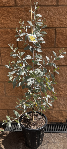 Acacia Binervia ‘Sterling Silver’ (Sterling Silver Wattle)