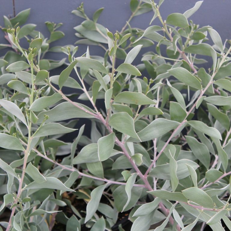 Acacia Binervia ‘Sterling Silver’ (Sterling Silver Wattle)