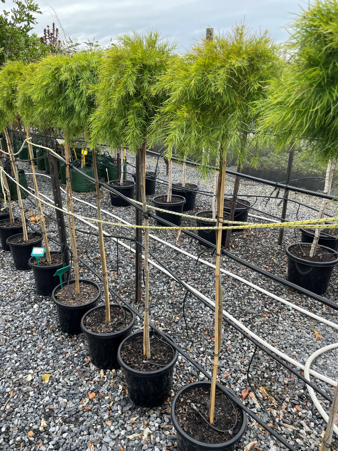 Acacia Cognata ‘Limelight’ (Limelight Bower Wattle)