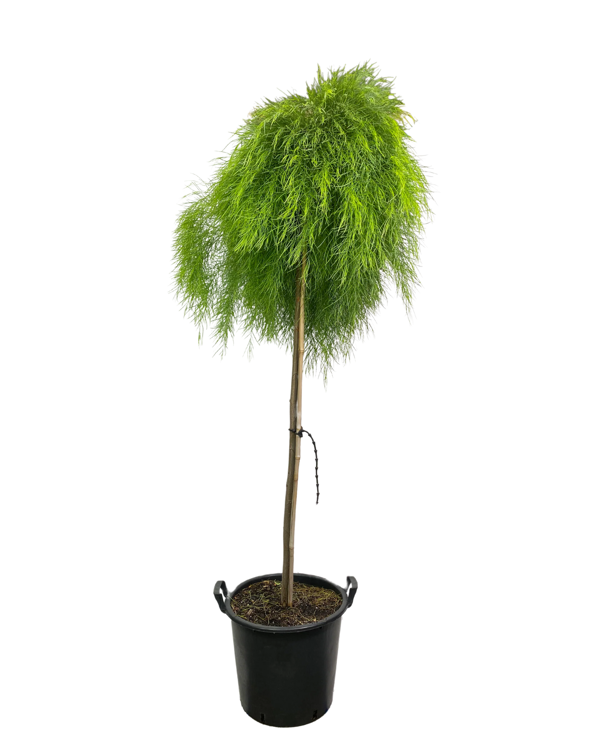 Acacia Cognata ‘Limelight’ (Limelight Bower Wattle)