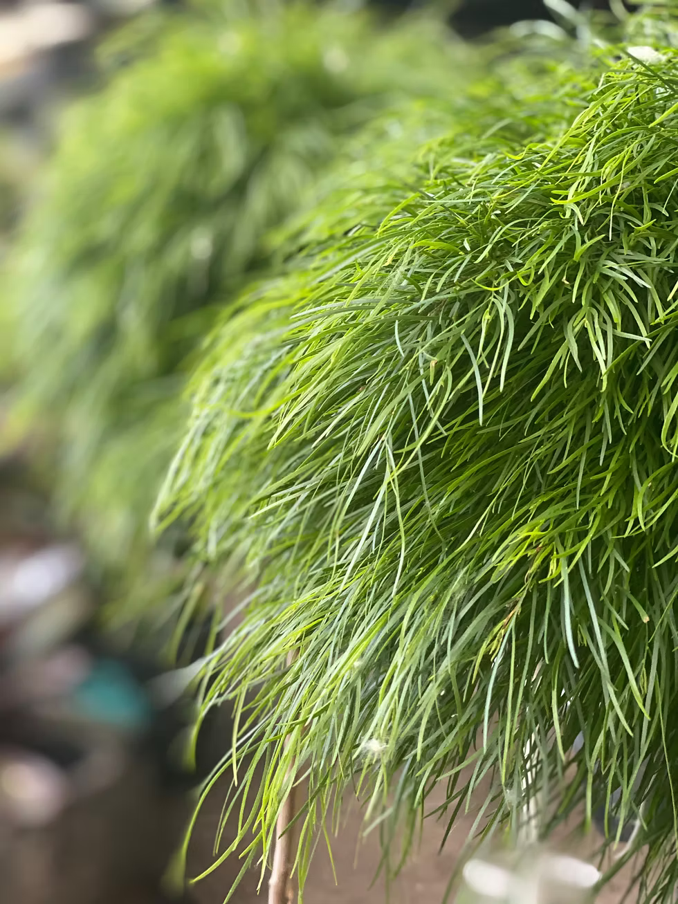 Acacia Cognata ‘Limelight’ (Limelight Bower Wattle)
