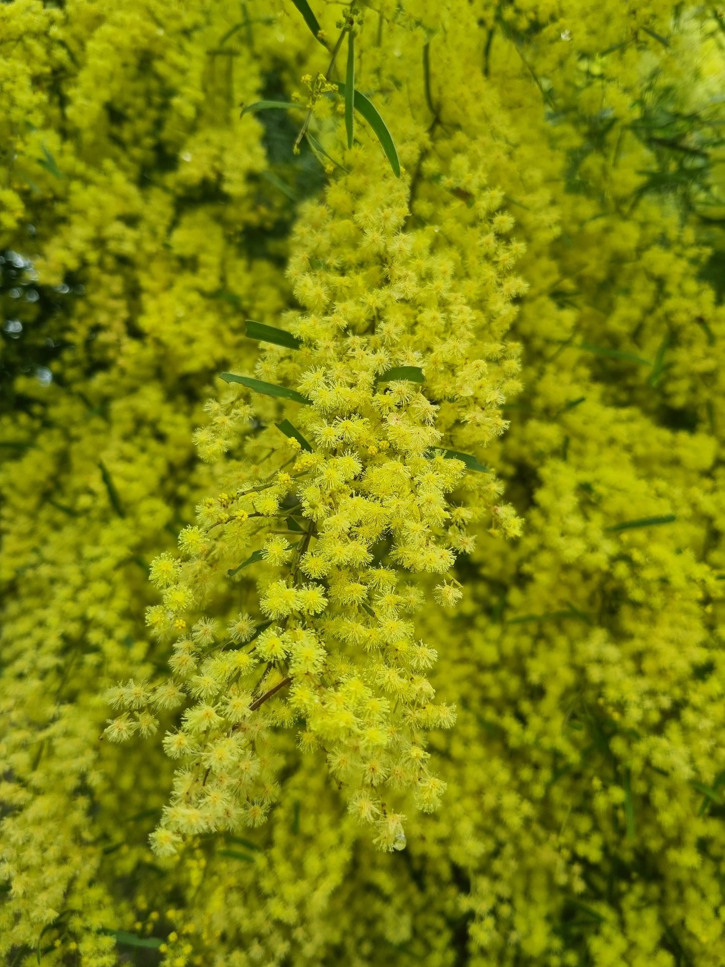 Acacia Fimbriata (Brisbane Golden Wattle)