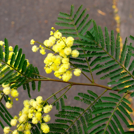 Acacia Irrorata (Green Wattle)