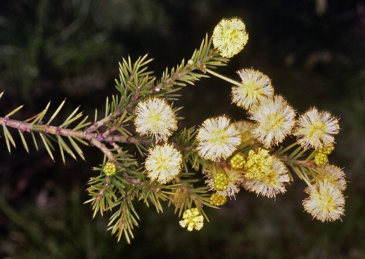 Acacia Ulicifolia (Prickly Moses)
