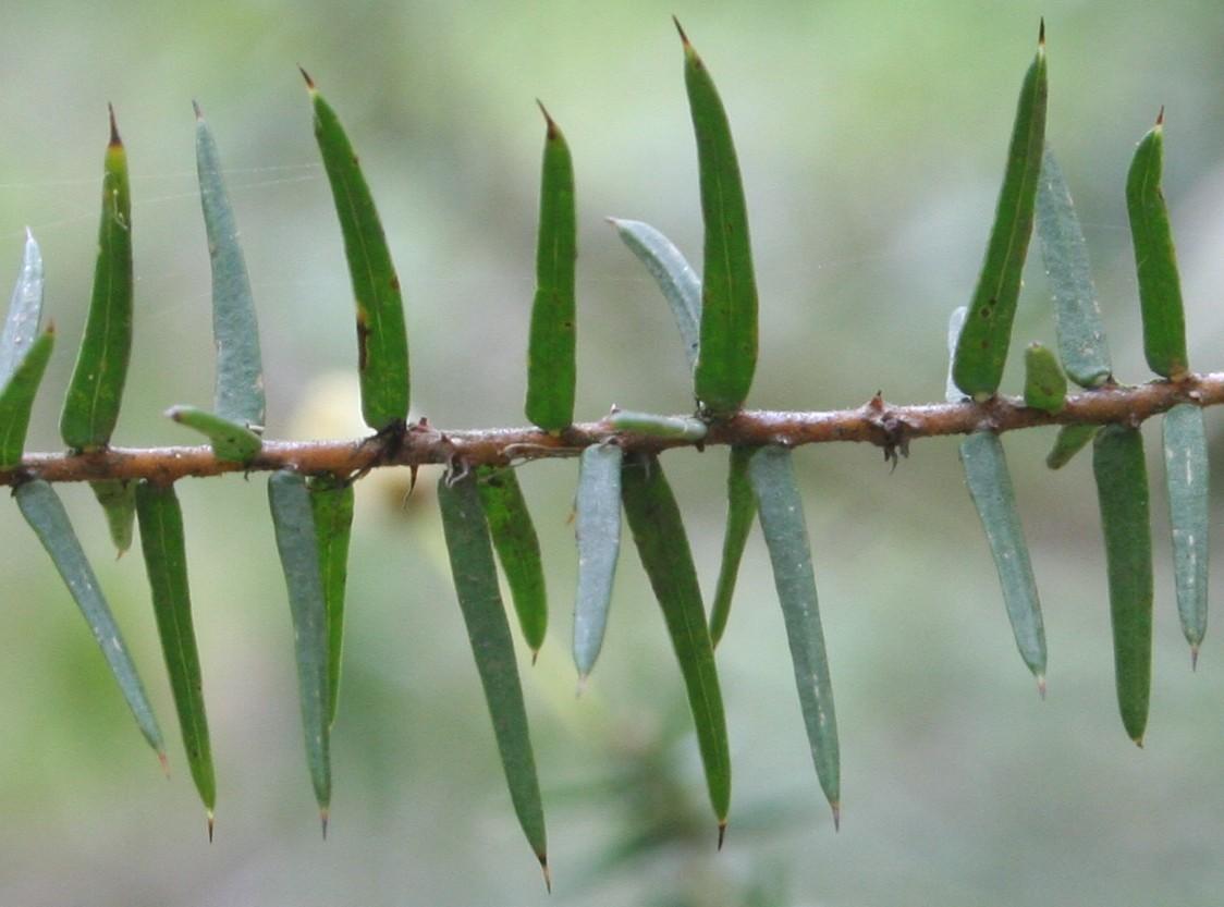 Acacia Ulicifolia (Prickly Moses)